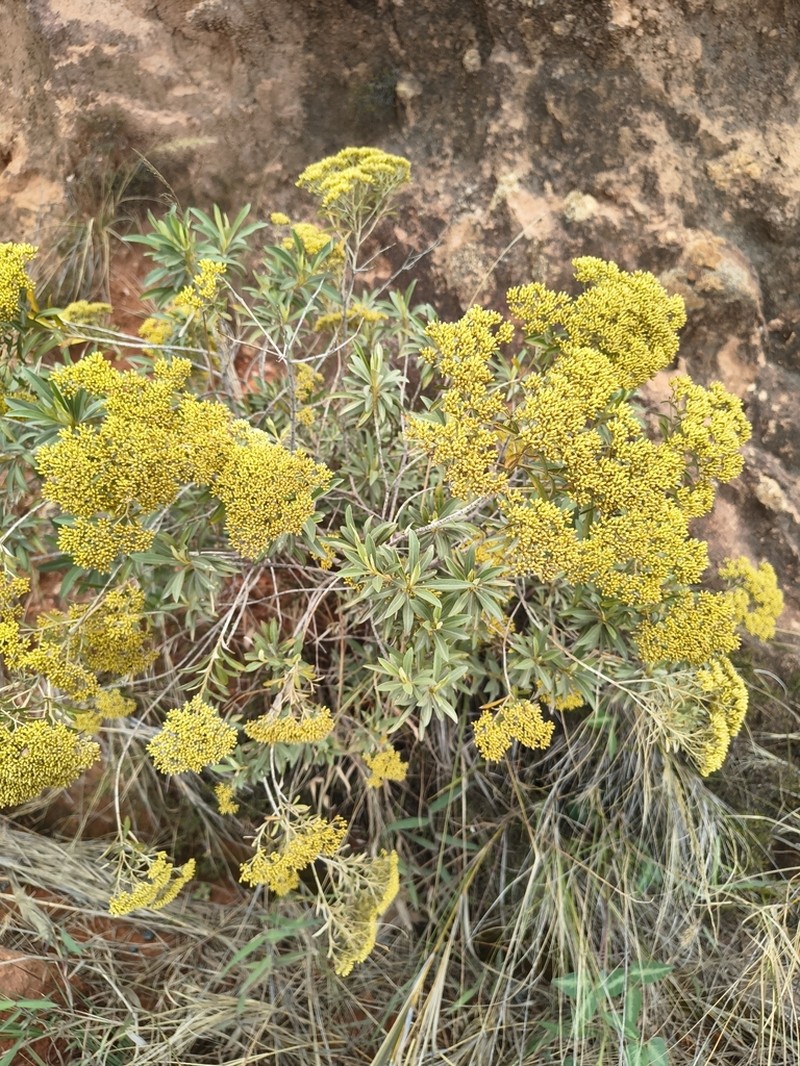 Helichrysum gymnocephalum photo 5
