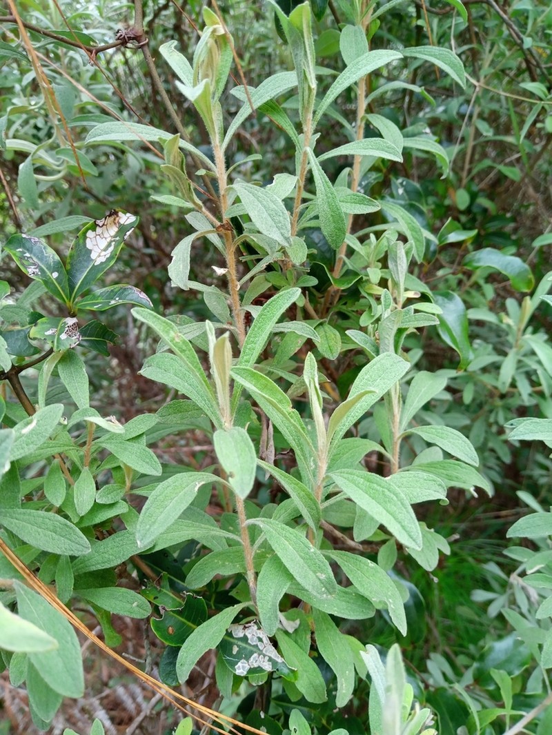 Helichrysum gymnocephalum photo 6