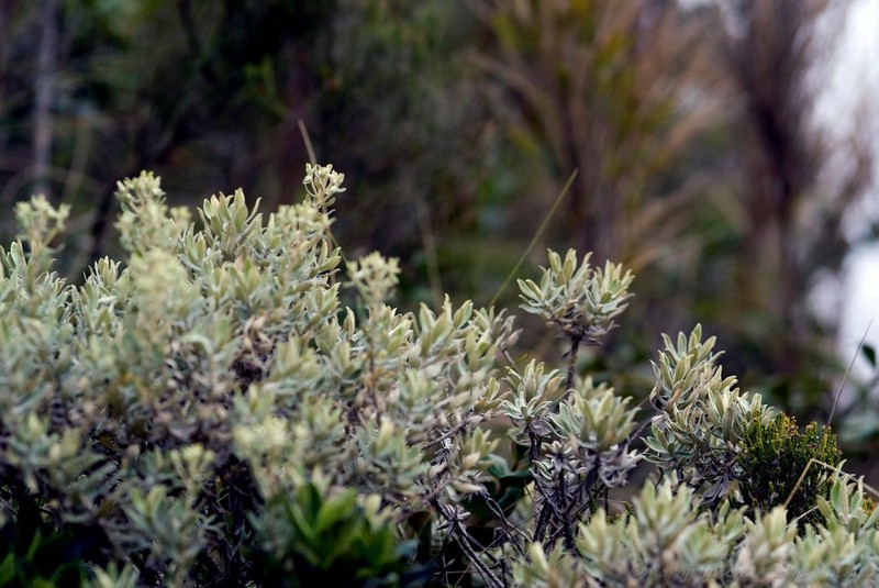 Helichrysum gymnocephalum photo 7