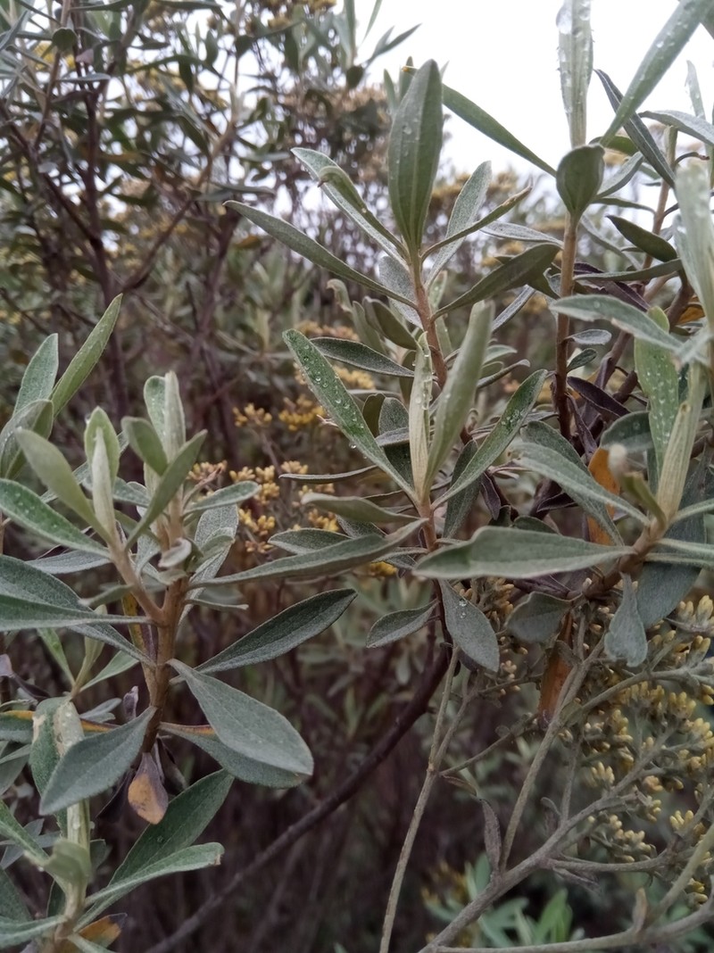 Helichrysum gymnocephalum photo 8
