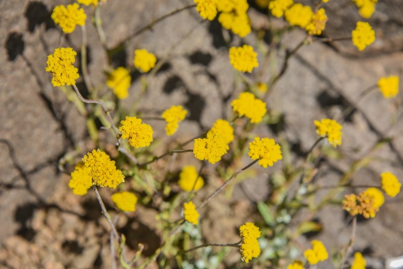 Helichrysum gymnocomum