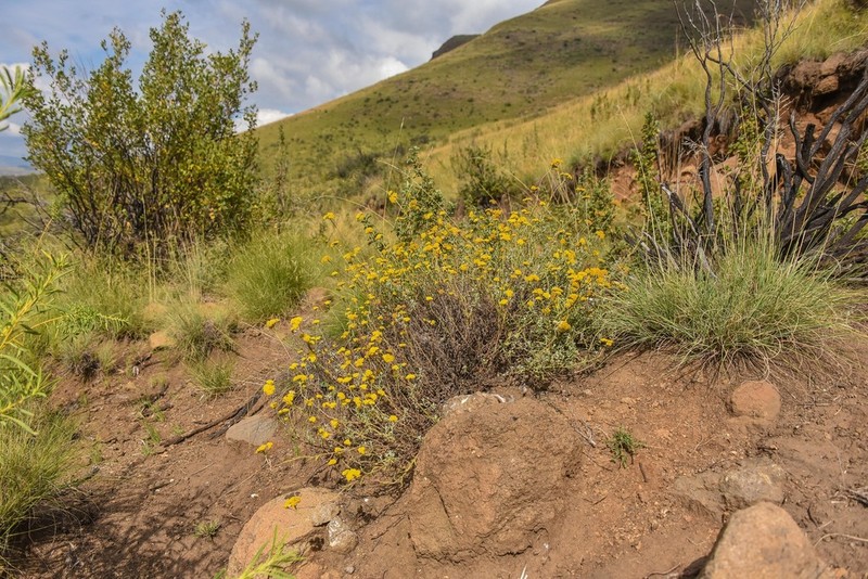 Helichrysum gymnocomum photo 2