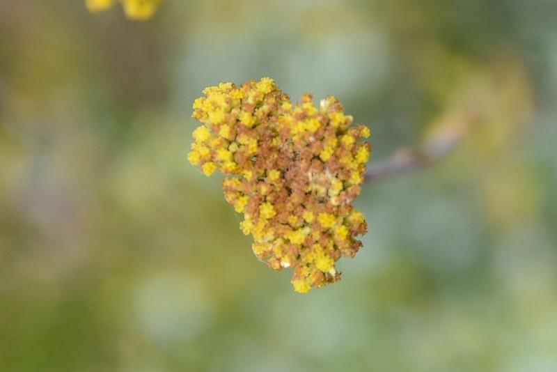 Helichrysum gymnocomum photo 3