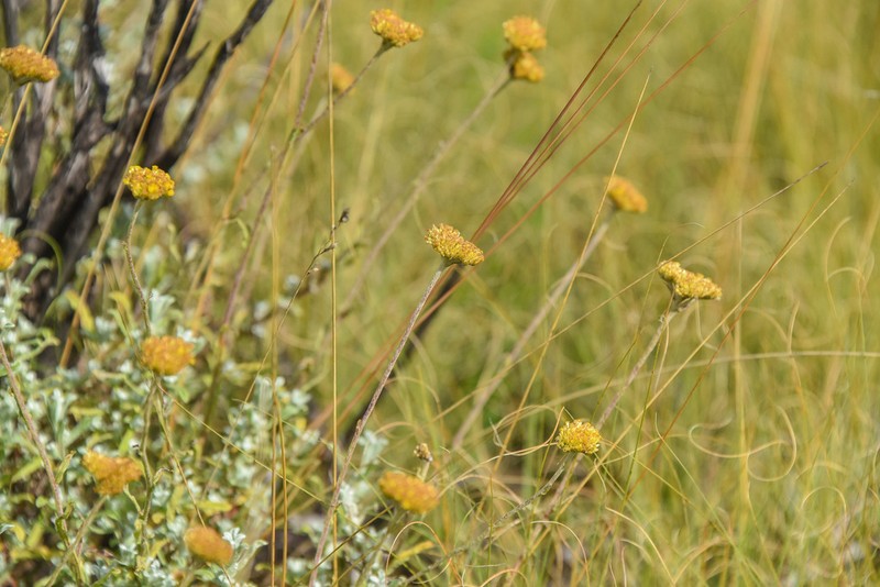 Helichrysum gymnocomum photo 4