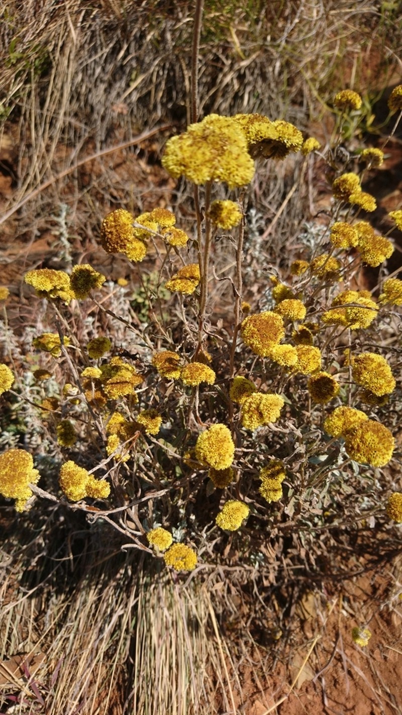 Helichrysum gymnocomum photo 5