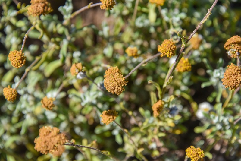 Helichrysum gymnocomum photo 6
