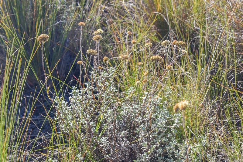 Helichrysum gymnocomum photo 7