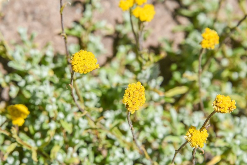 Helichrysum gymnocomum photo 8