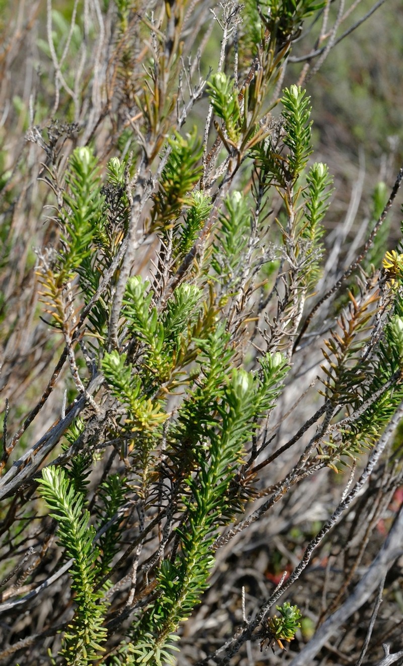 Helichrysum hamulosum