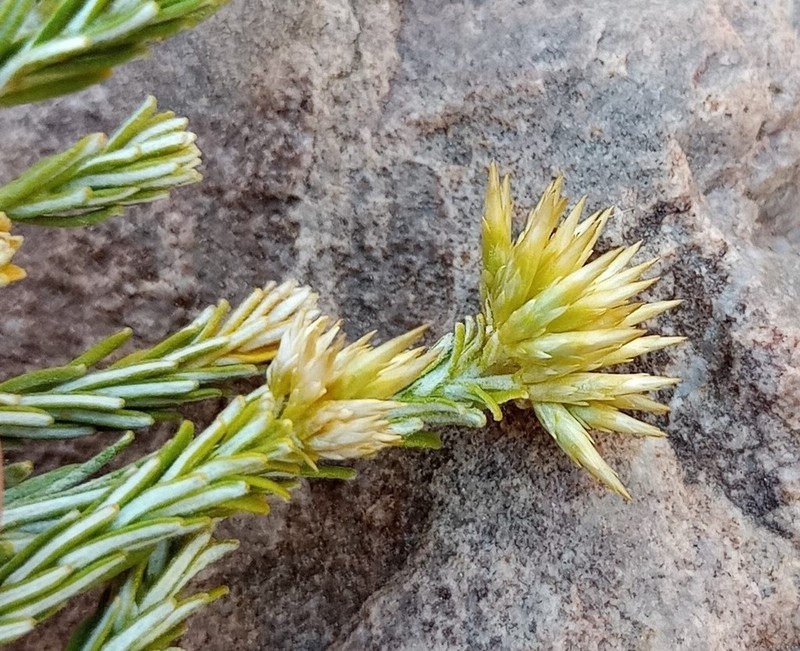 Helichrysum hamulosum photo 2
