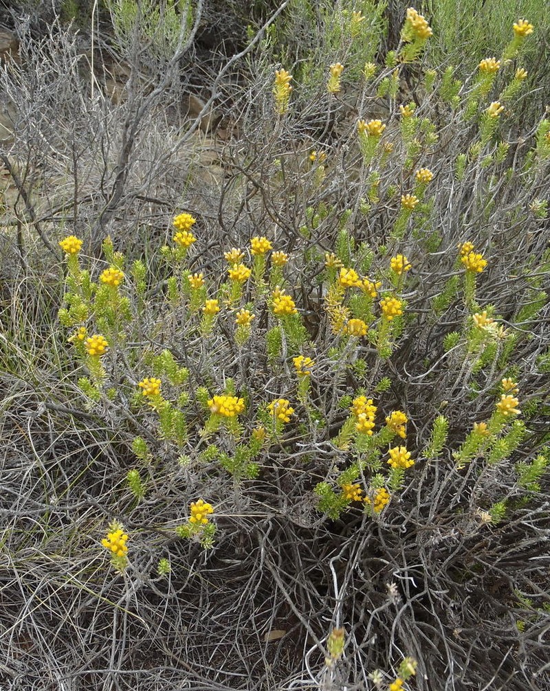 Helichrysum hamulosum photo 3