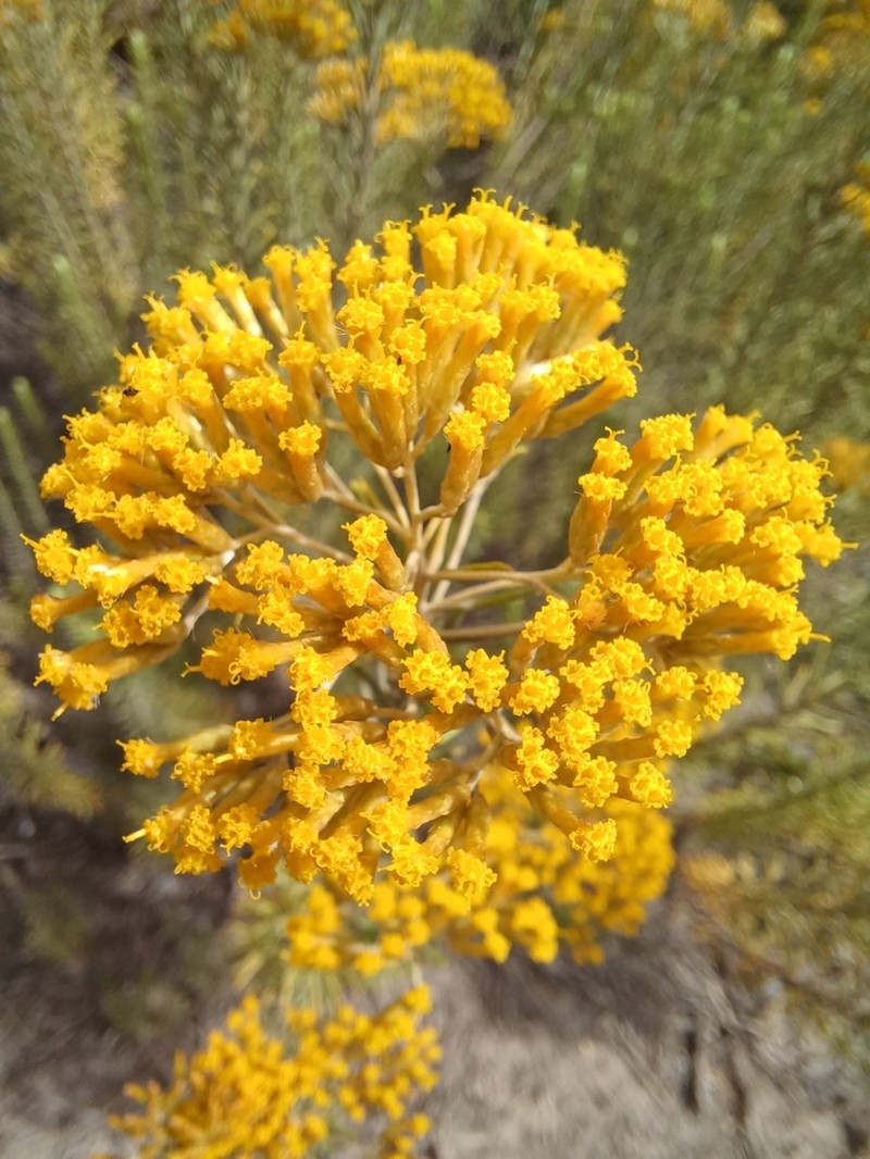 Helichrysum hamulosum photo 4