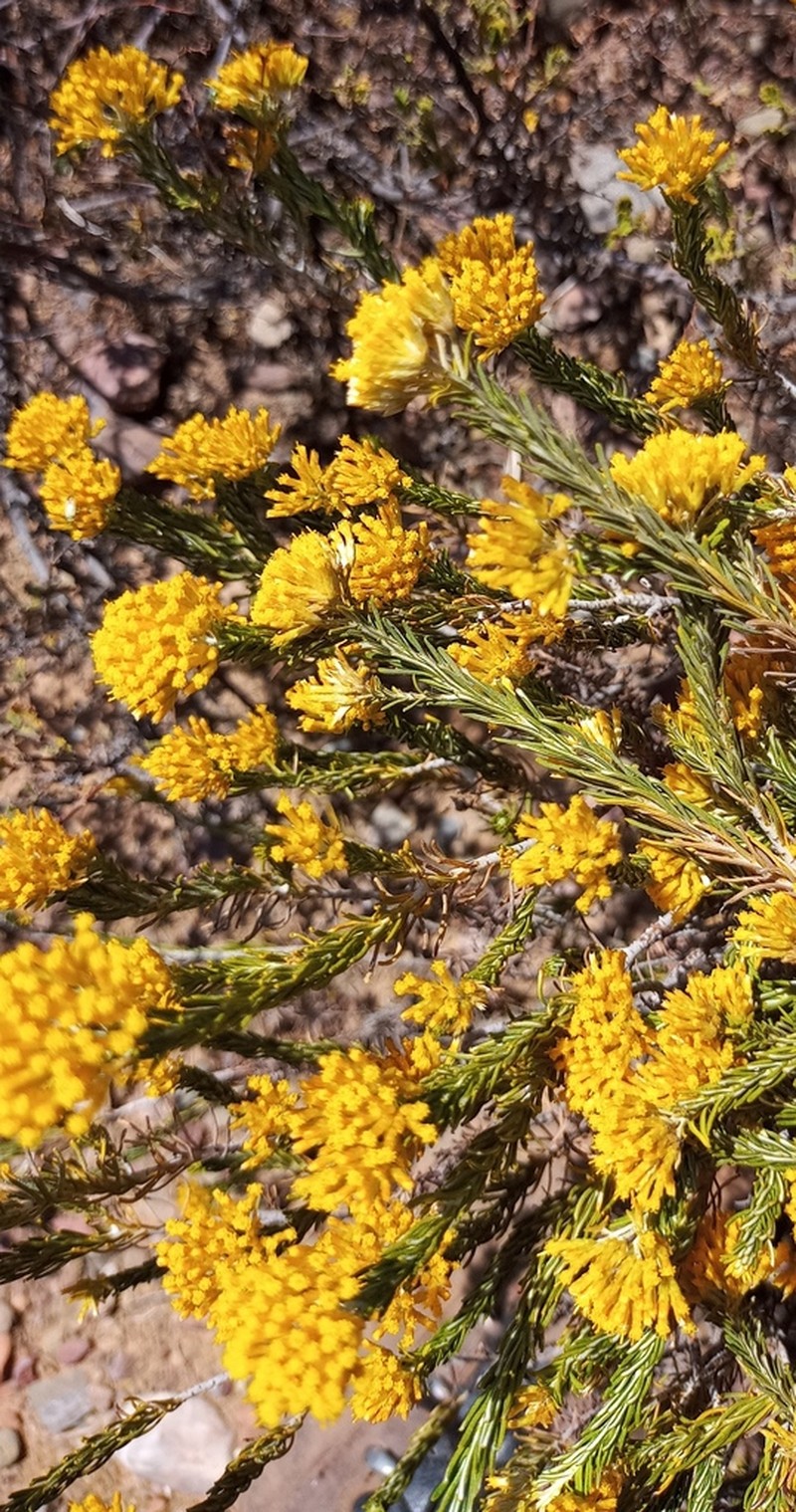 Helichrysum hamulosum photo 5