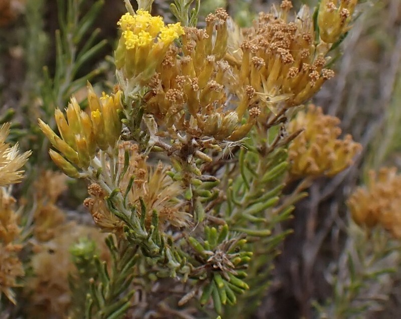 Helichrysum hamulosum photo 6