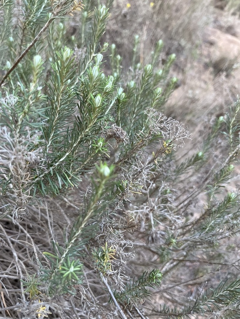 Helichrysum hamulosum photo 7