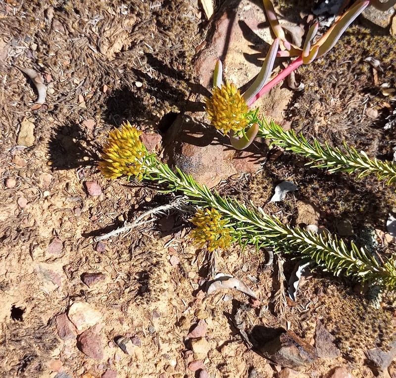 Helichrysum hamulosum photo 8
