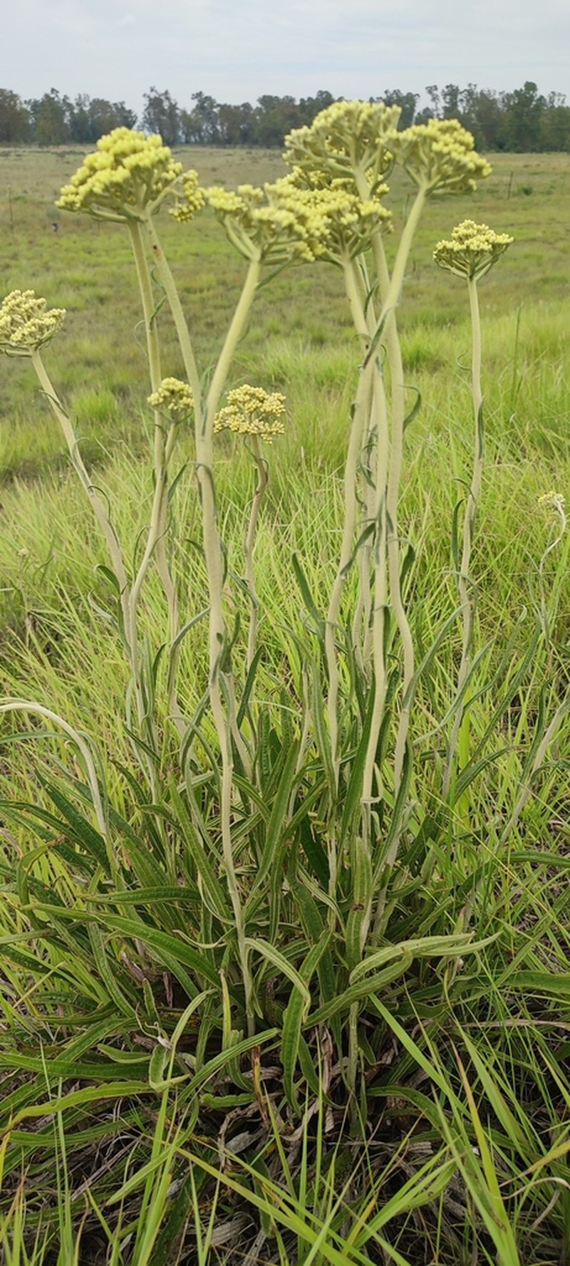 Helichrysum harveyanum