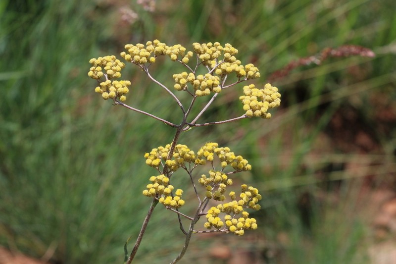 Helichrysum harveyanum photo 2