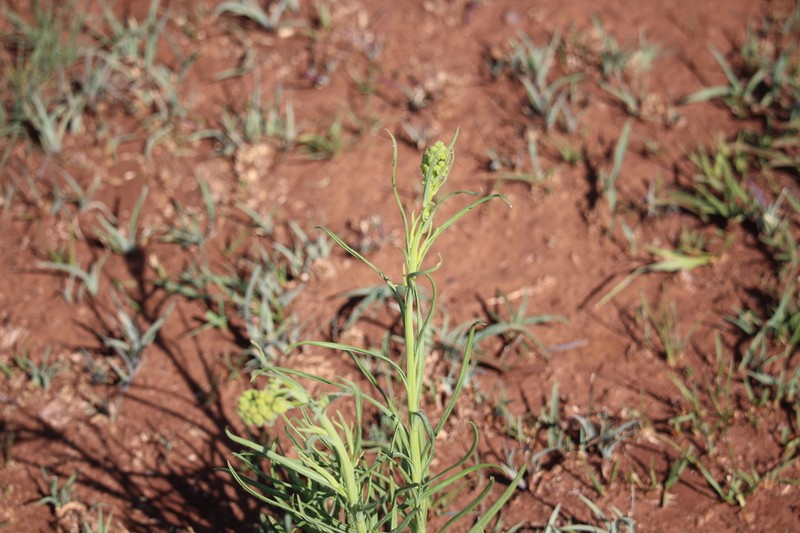 Helichrysum harveyanum photo 3