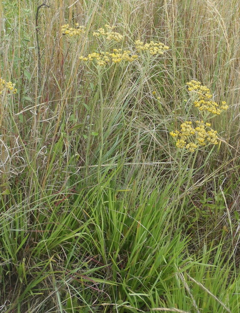 Helichrysum harveyanum photo 4