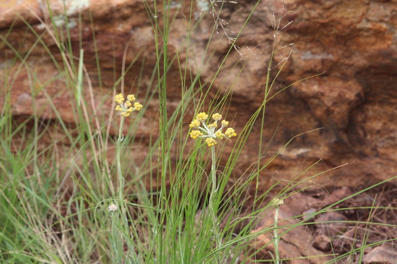 Helichrysum harveyanum photo 5