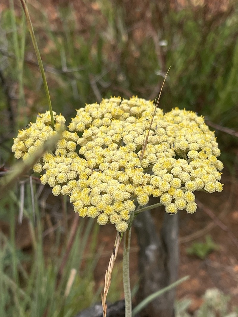 Helichrysum harveyanum photo 6