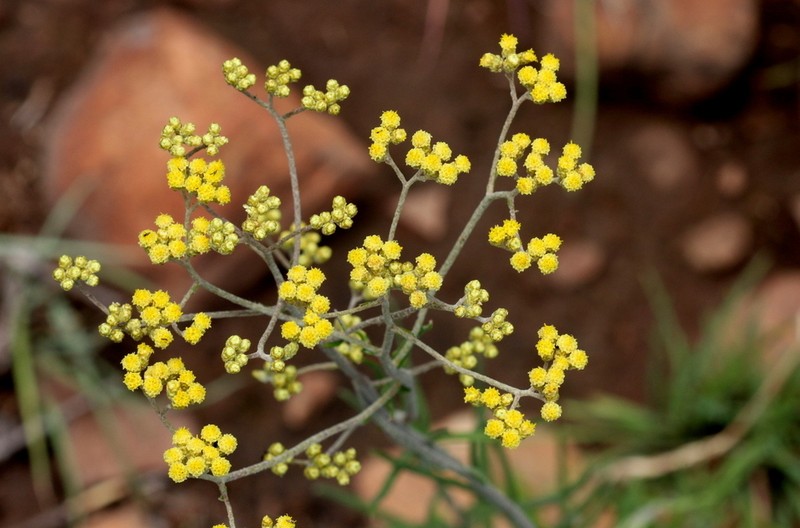 Helichrysum harveyanum photo 7