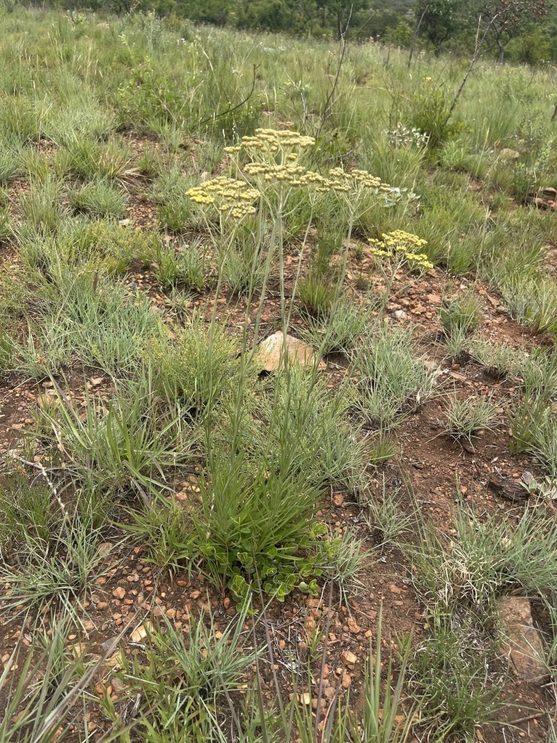 Helichrysum harveyanum photo 8