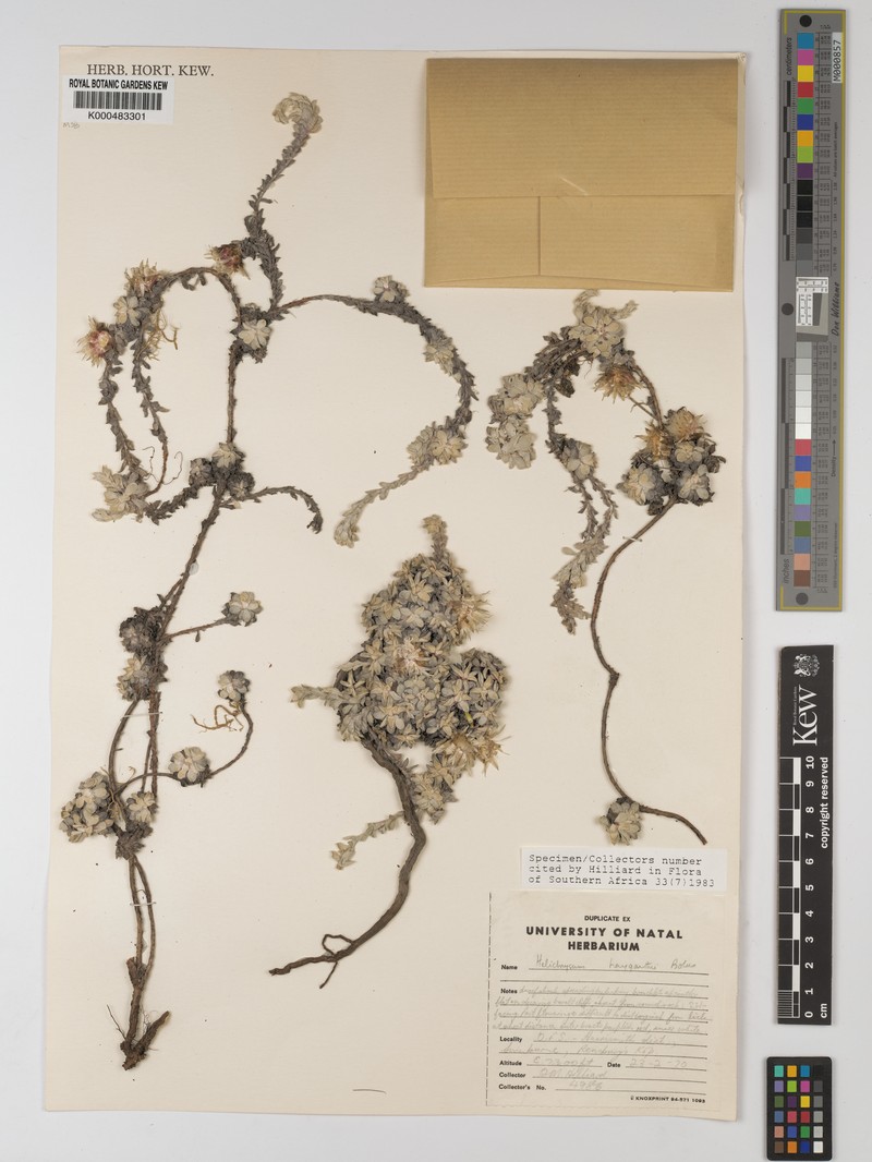 Helichrysum haygarthii