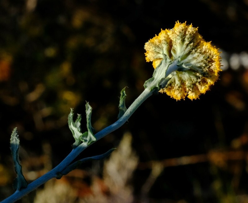 Helichrysum hebelepis
