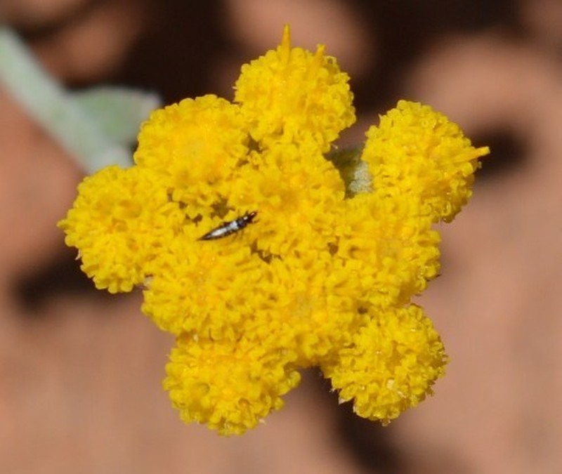 Helichrysum hebelepis photo 2