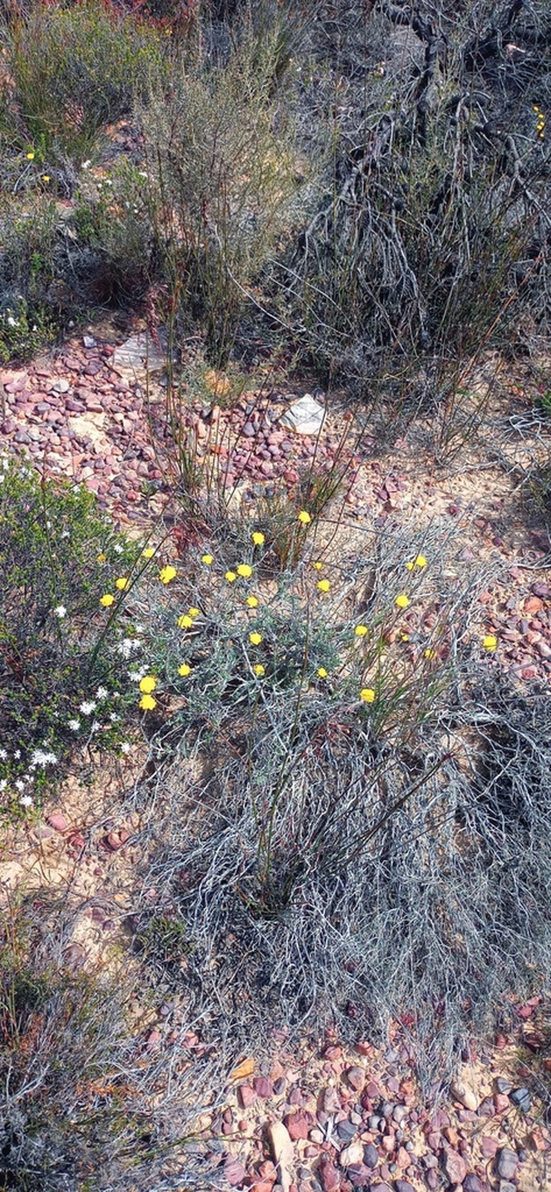 Helichrysum hebelepis photo 3
