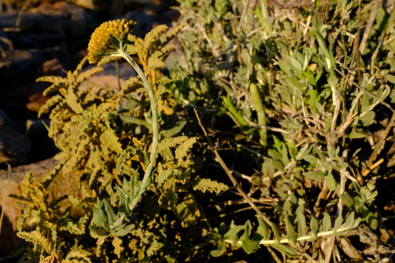 Helichrysum hebelepis photo 4