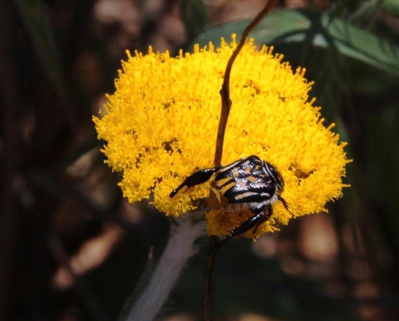Helichrysum hebelepis photo 5