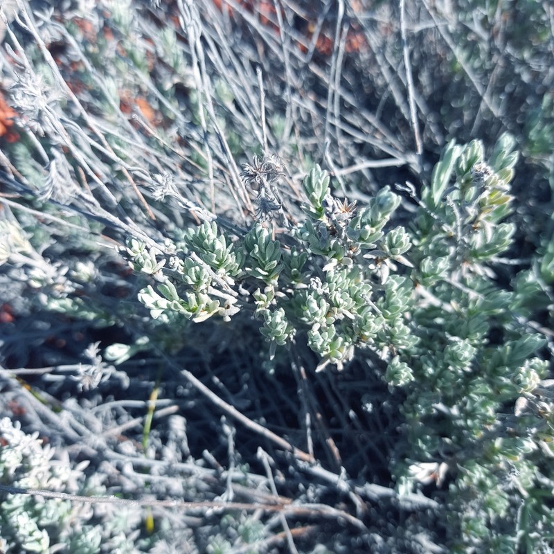 Helichrysum hebelepis photo 6