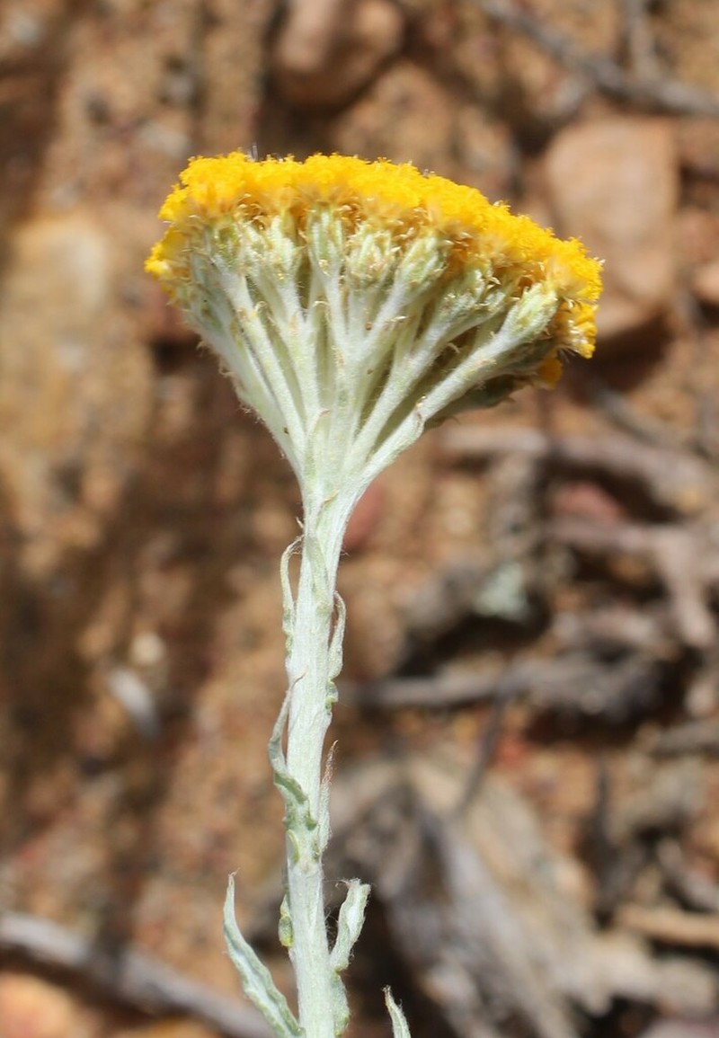 Helichrysum hebelepis photo 7