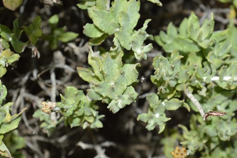 Helichrysum hebelepis photo 8