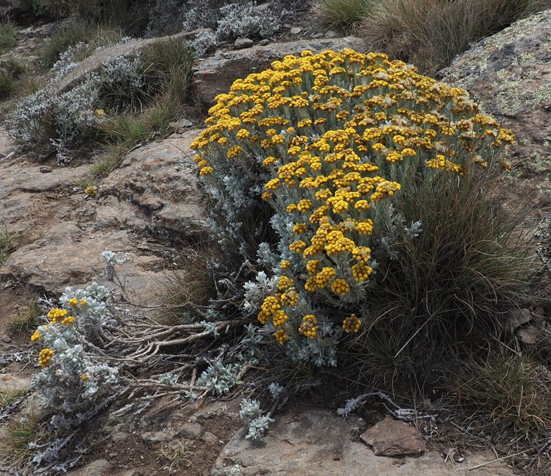 Helichrysum hedbergianum