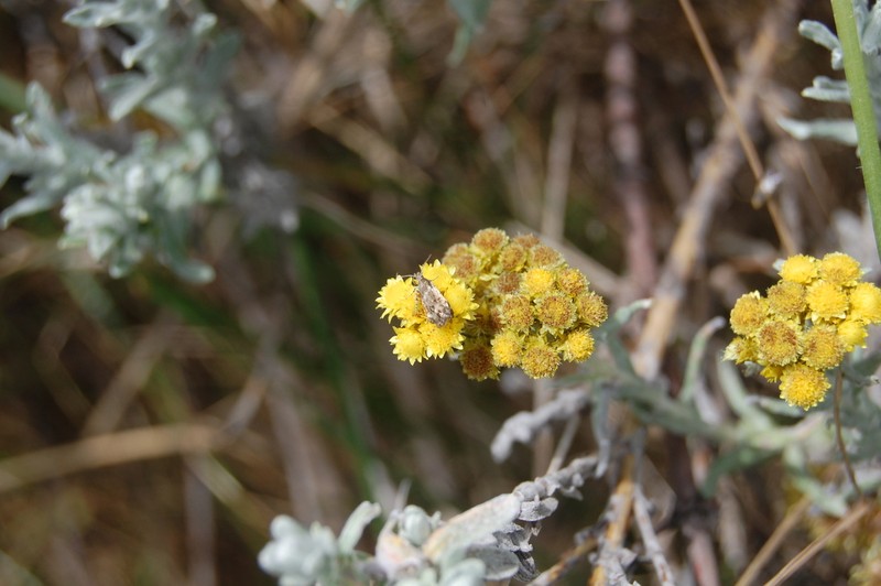 Helichrysum hedbergianum photo 2