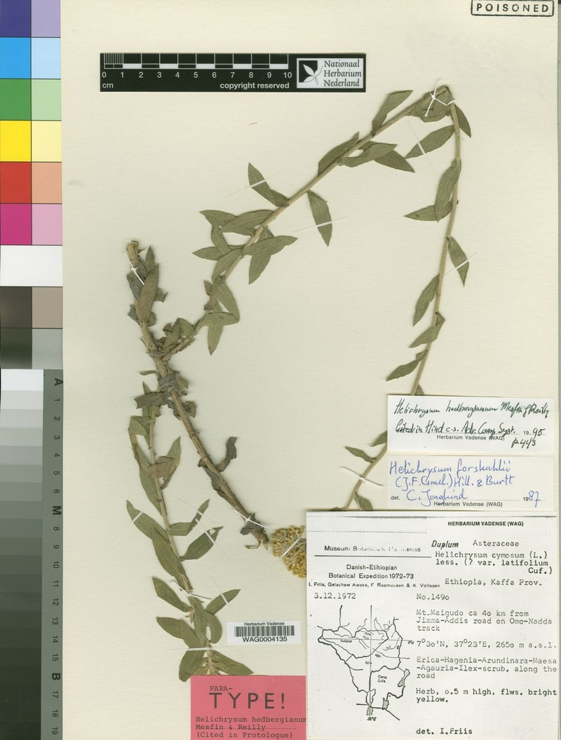 Helichrysum hedbergianum photo 3