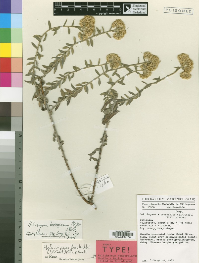 Helichrysum hedbergianum photo 5