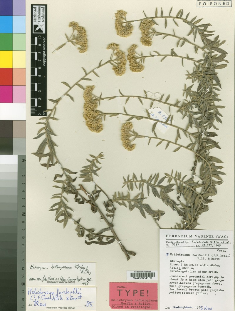 Helichrysum hedbergianum photo 6