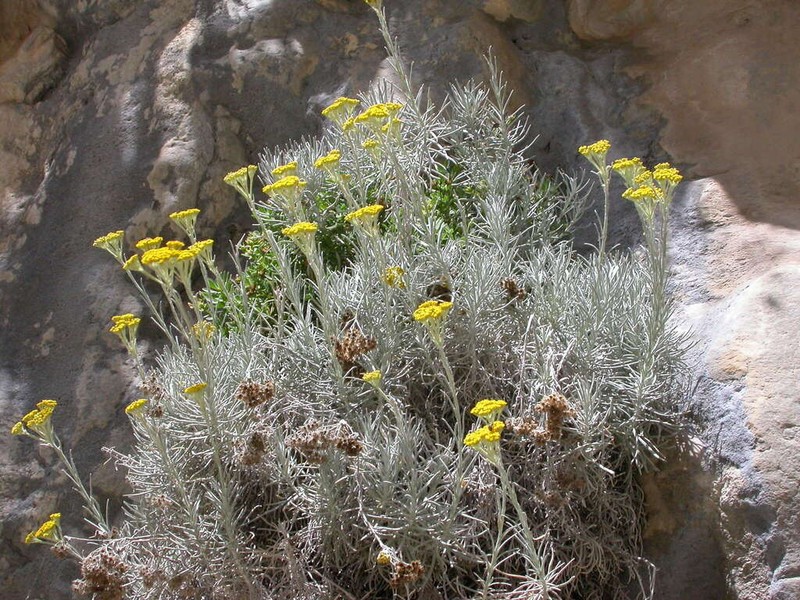 Helichrysum heldreichii