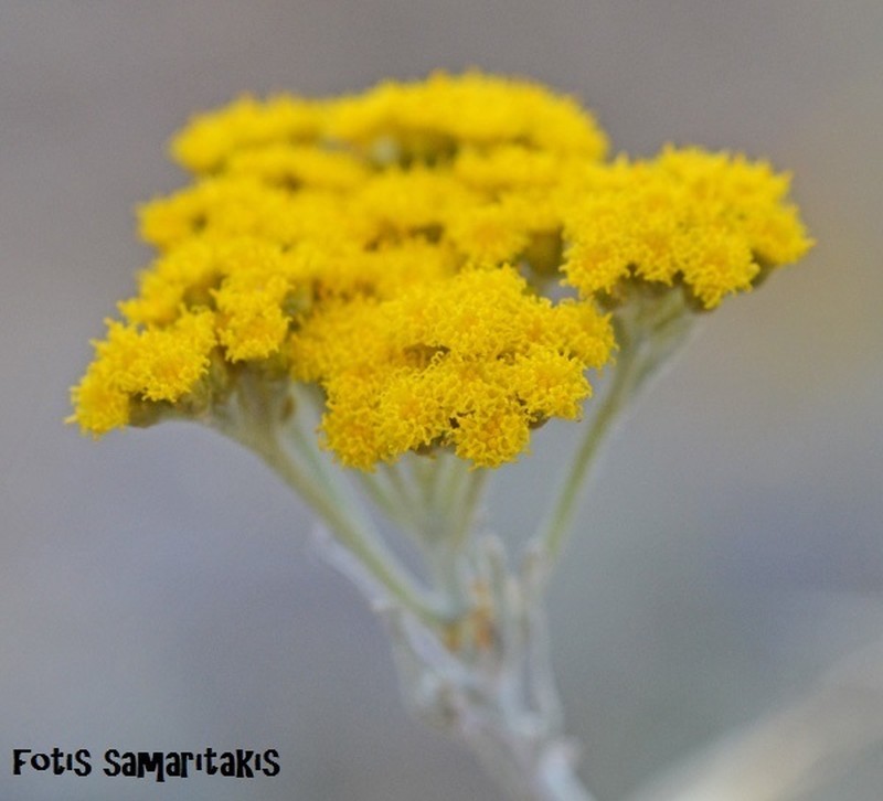 Helichrysum heldreichii photo 2