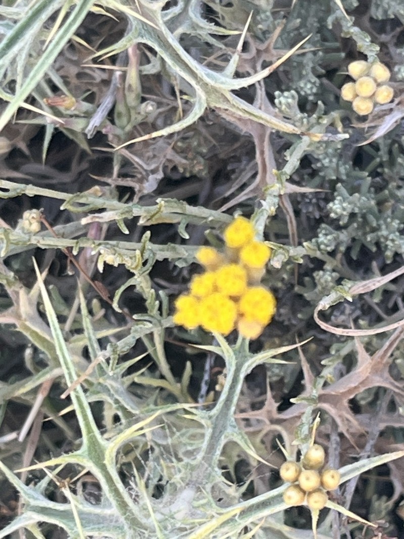 Helichrysum heldreichii photo 3