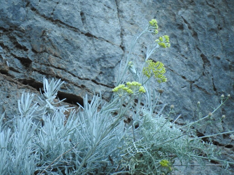 Helichrysum heldreichii photo 4