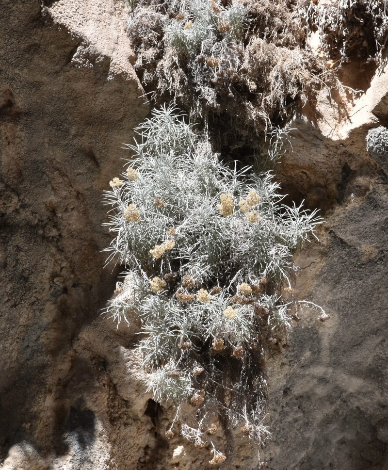Helichrysum heldreichii photo 5