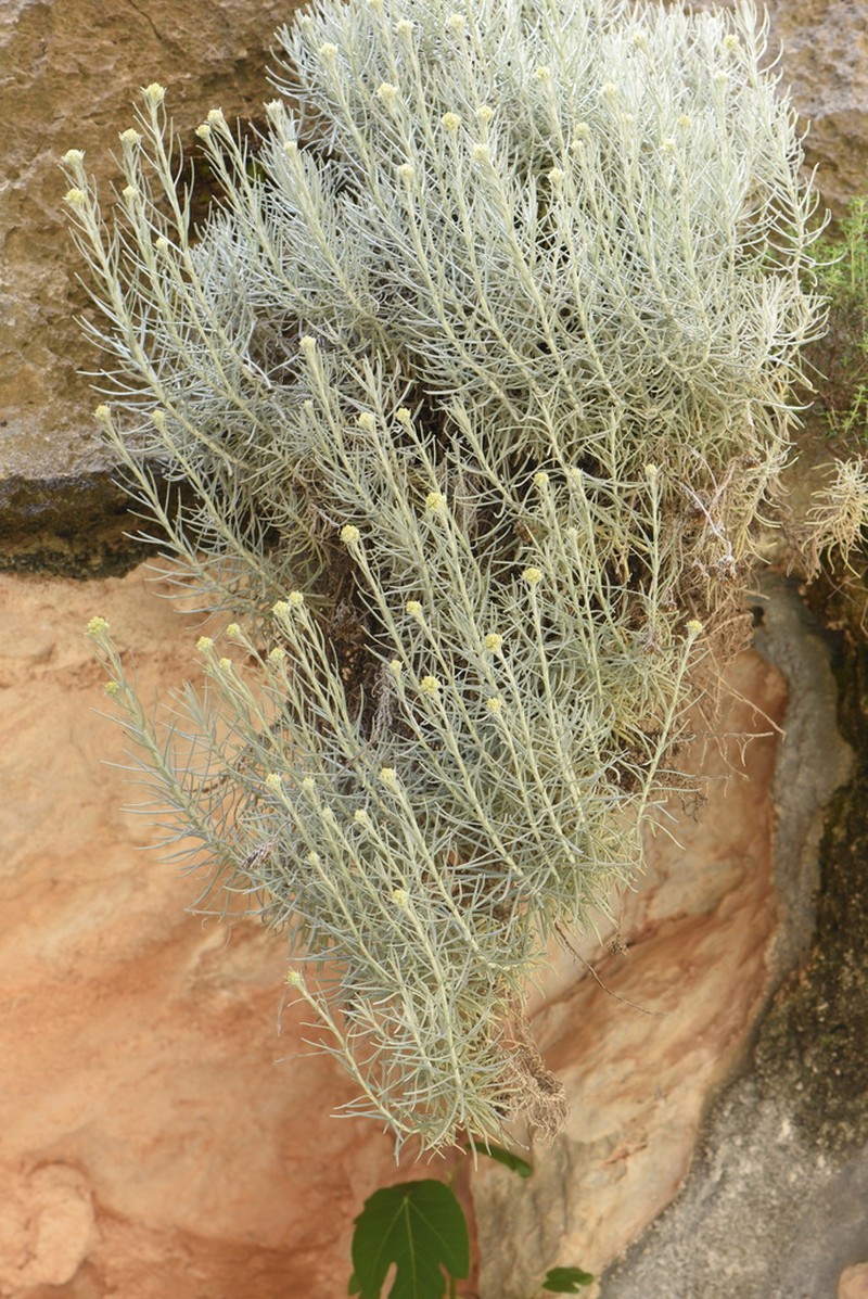 Helichrysum heldreichii photo 6