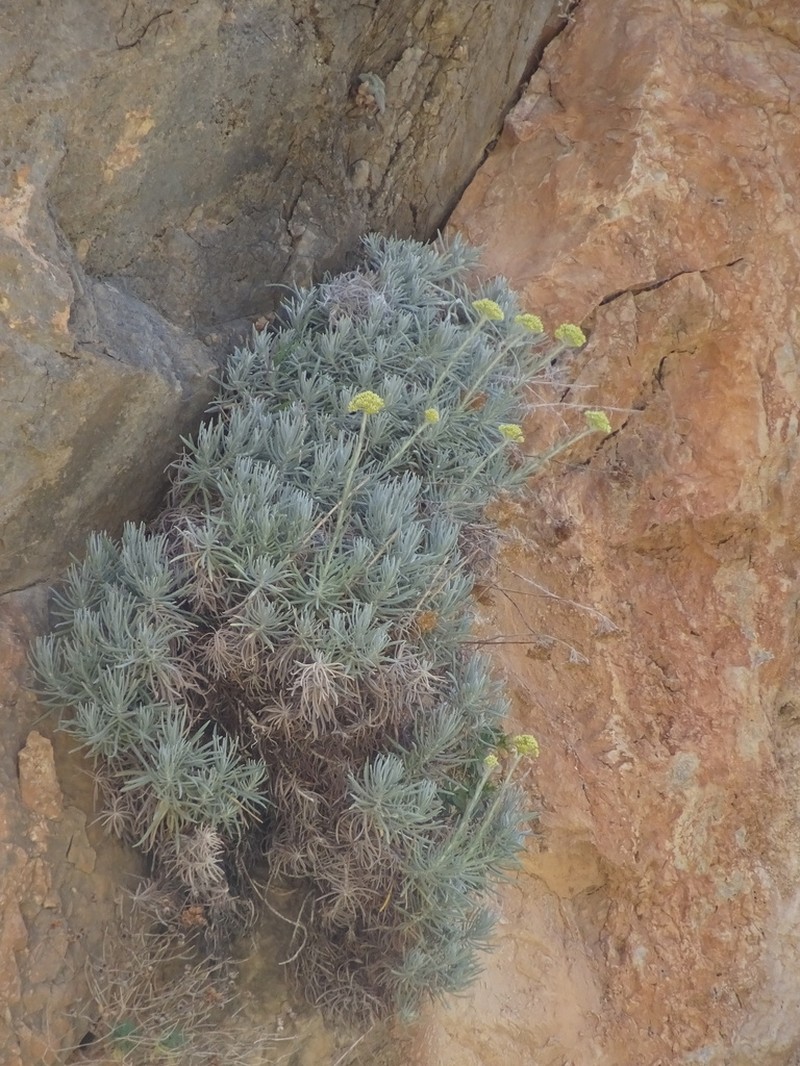 Helichrysum heldreichii photo 7