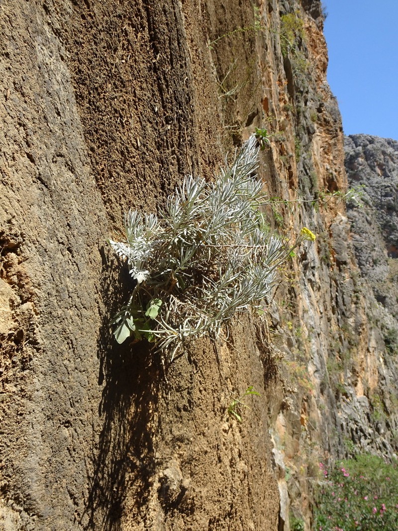 Helichrysum heldreichii photo 8